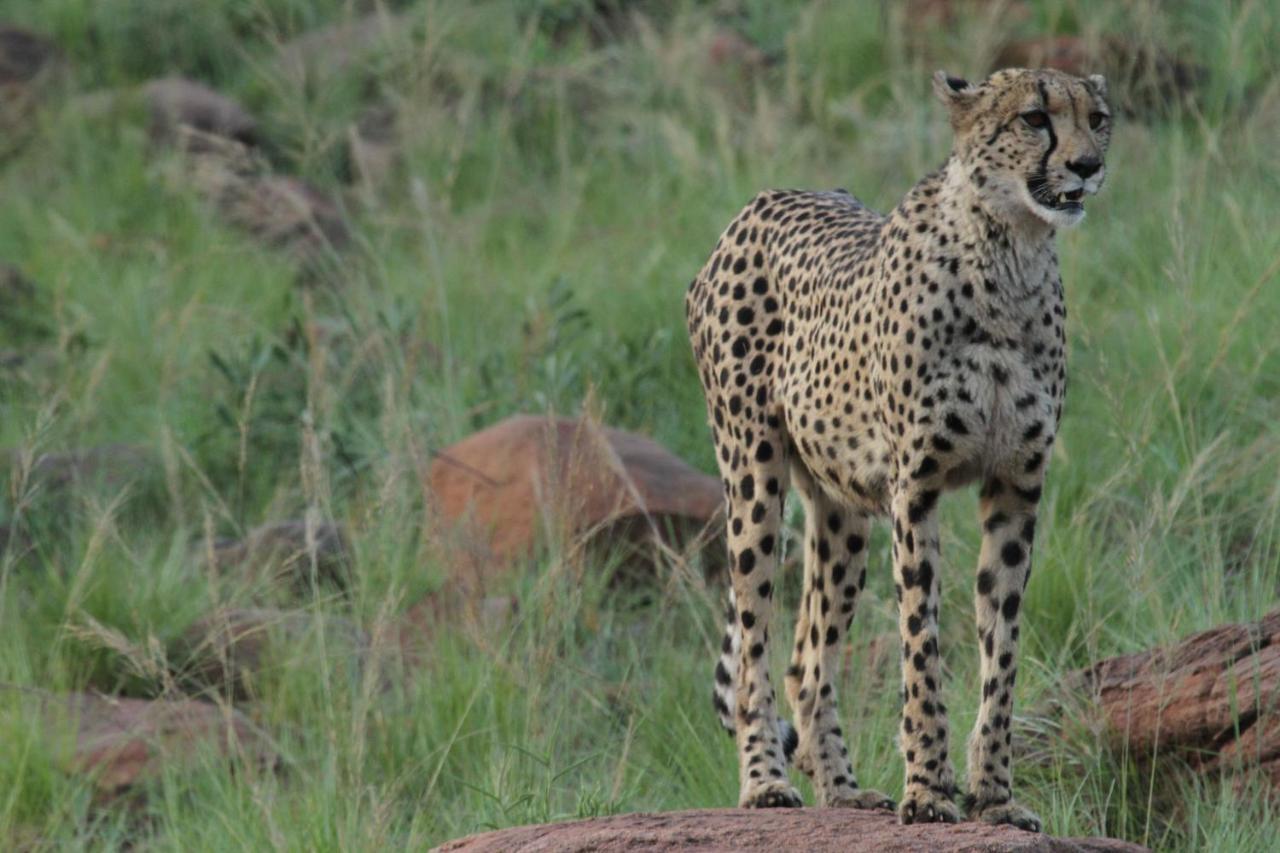 Inzalo Safari Lodge Welgevonden Game Reserve Exterior foto